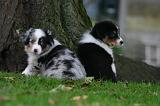 BERGER AUSTRALIEN PUPPIES 874